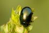 Chrysolina hyperici